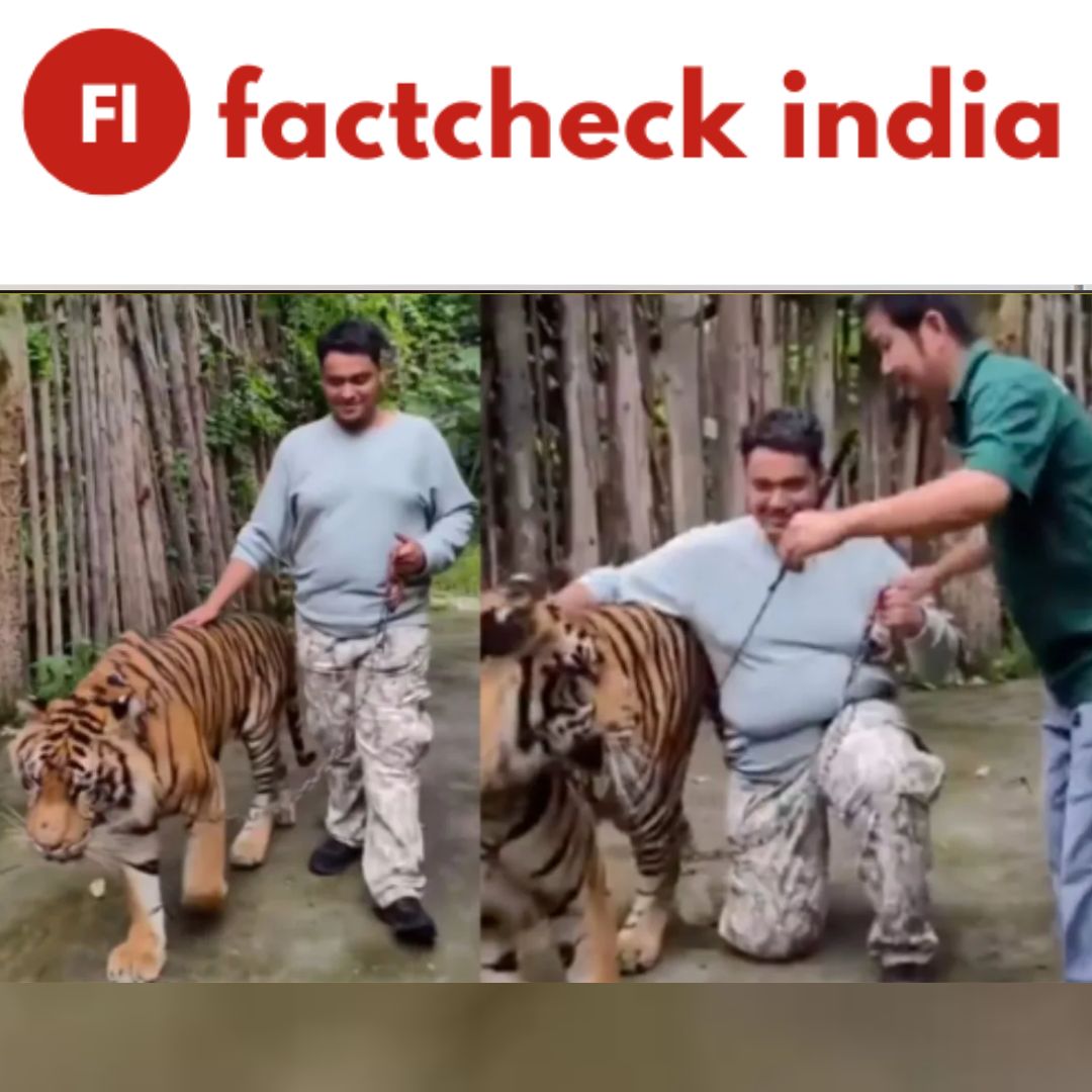 Fact Check: Did an Indian man get attacked by a tiger while taking a selfie in Thailand