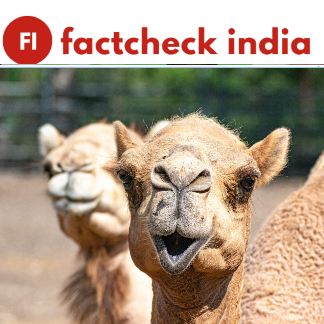 FACT CHECK: Can camel tears neutralize the poison of thousands of snakes?